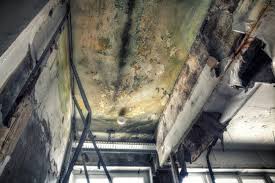 Why You Should Choose Our Mold Remediation Services in El Mirage, AZ